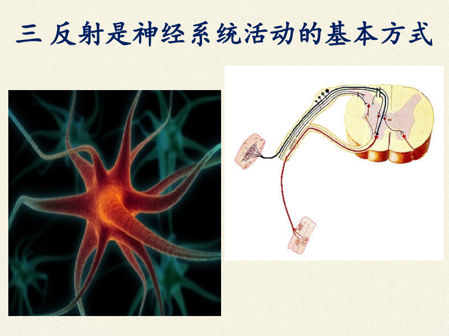 北师大版生物七年级下册 第12章 第1节 神经系统与神经调节课件(共13张PPT)_第2页