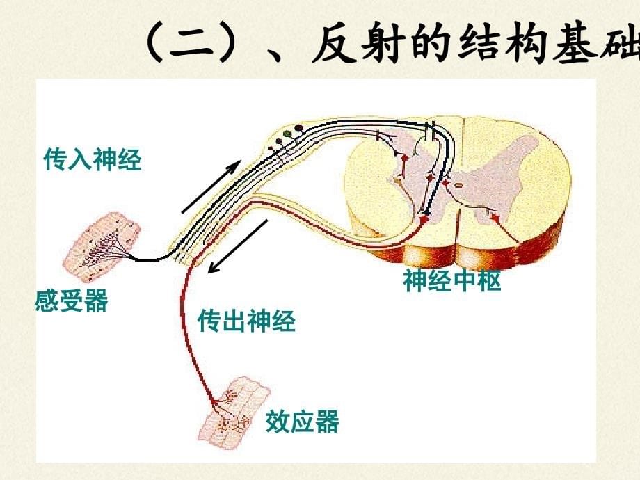 北师大版生物七年级下册 第12章 第1节 神经系统与神经调节课件(共13张PPT)_第5页