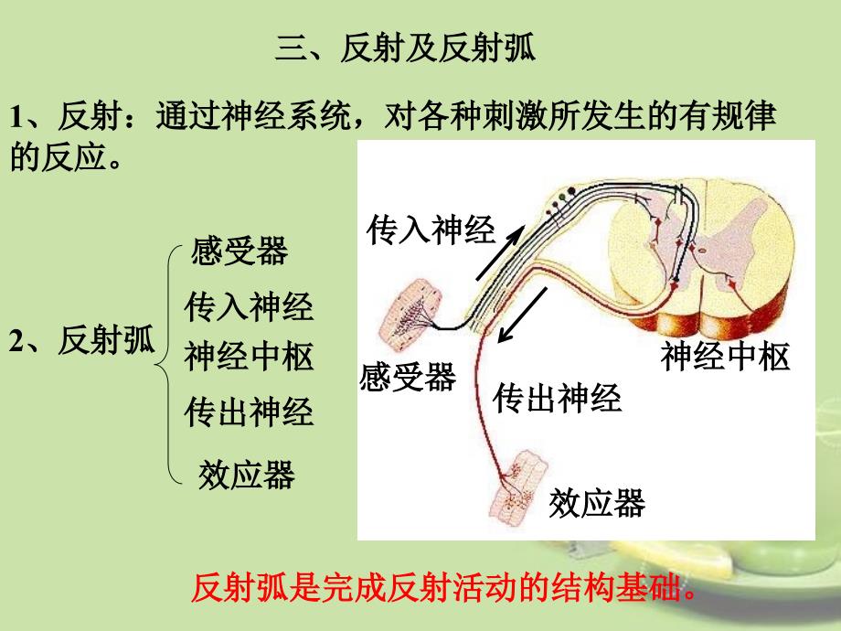 甘肃省会宁县七年级生物下册《神经调节》课件_第4页