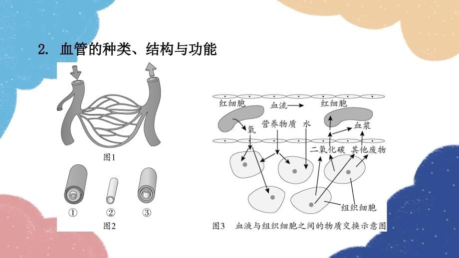 北师大版生物七年级下册 第9章 人体内的物质运输(重点图解) 课件(共16张PPT)_第5页