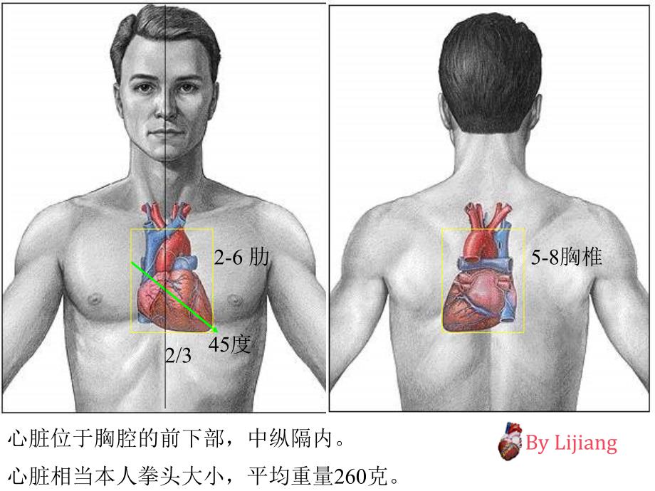 心脏解剖基础_第2页