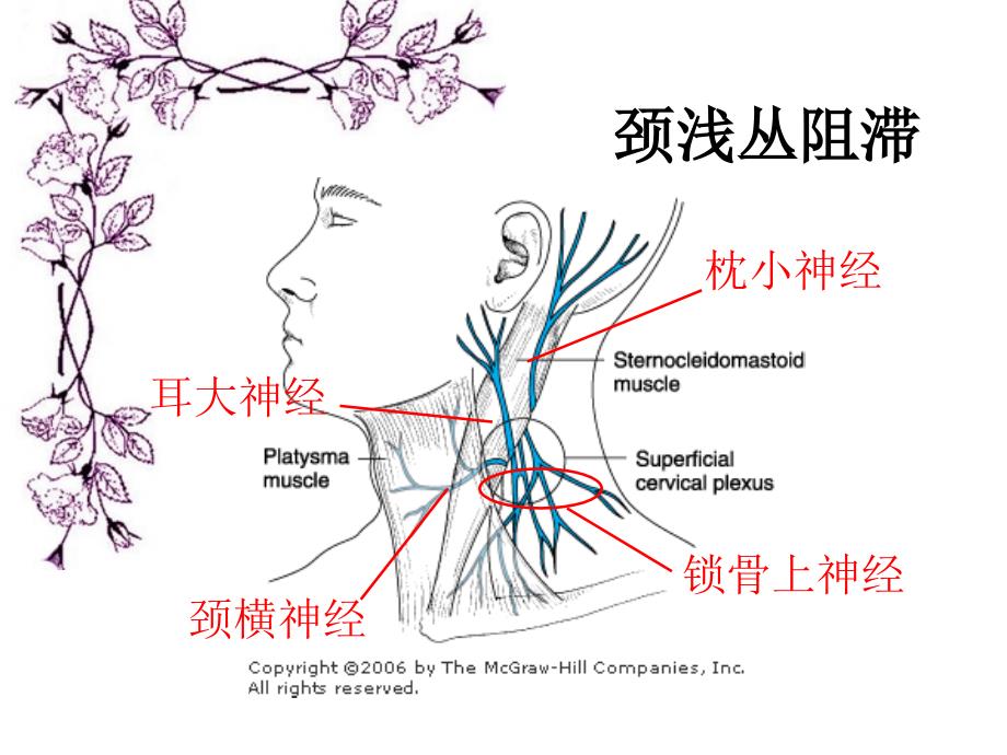 《躯干神经阻滞》PPT课件_第4页