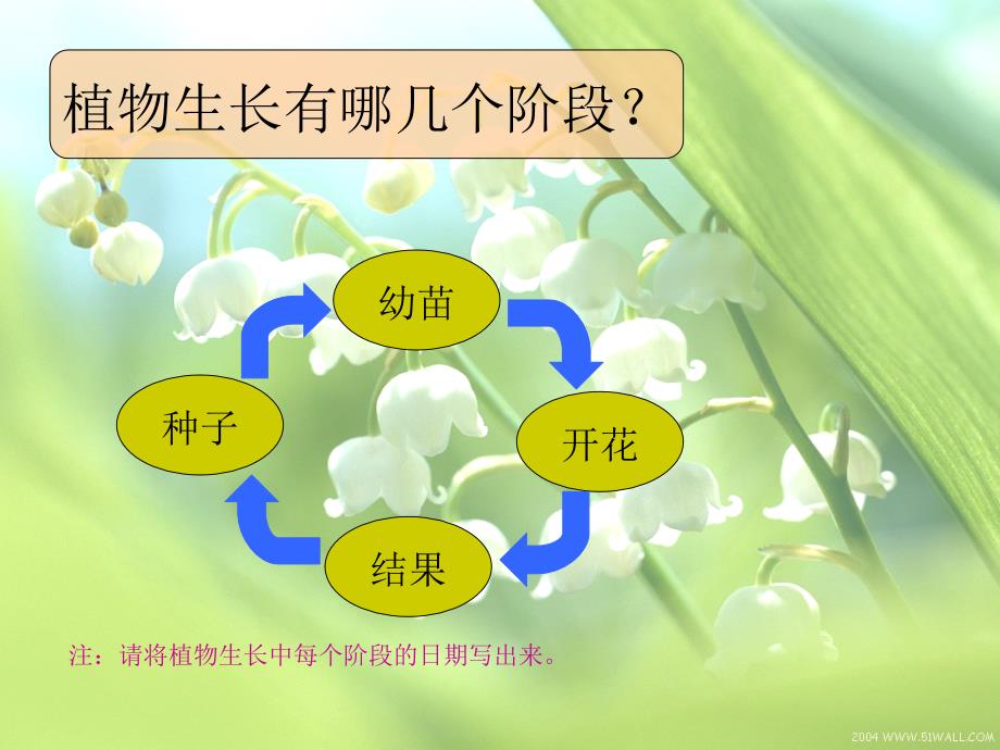 科学五年级下册生物的生长(植物的生长)_第4页