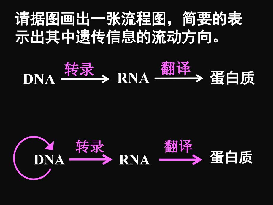 4.2基因对性状的控制ppt课件5_第4页