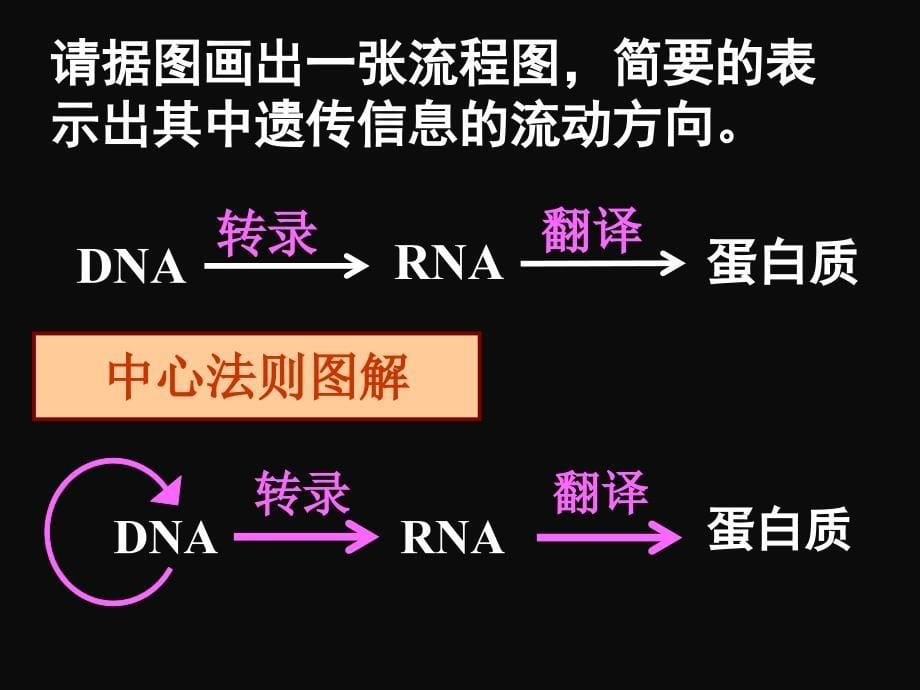 4.2基因对性状的控制ppt课件5_第5页