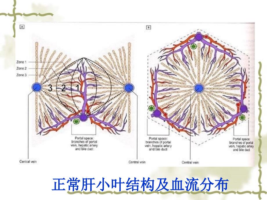 最新病理学消化腺疾病浙大城院PPT文档_第1页