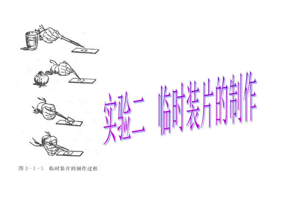 临时装片的制作（实验）汇总_第1页