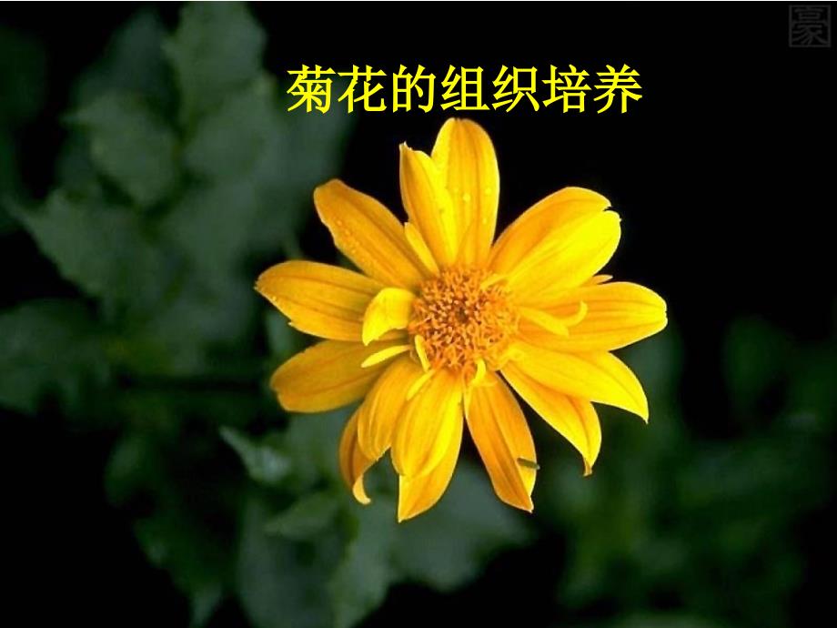 高中生物 专题3课题2月季的花药培养课件5 新人教版选修1_第2页