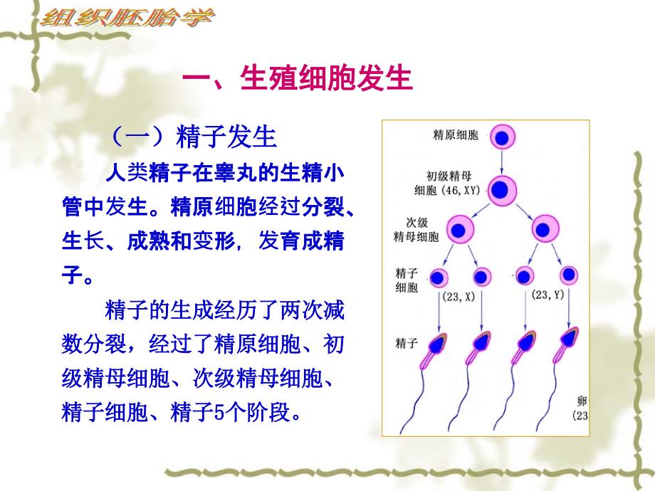 体胚胎ppt课件_第3页