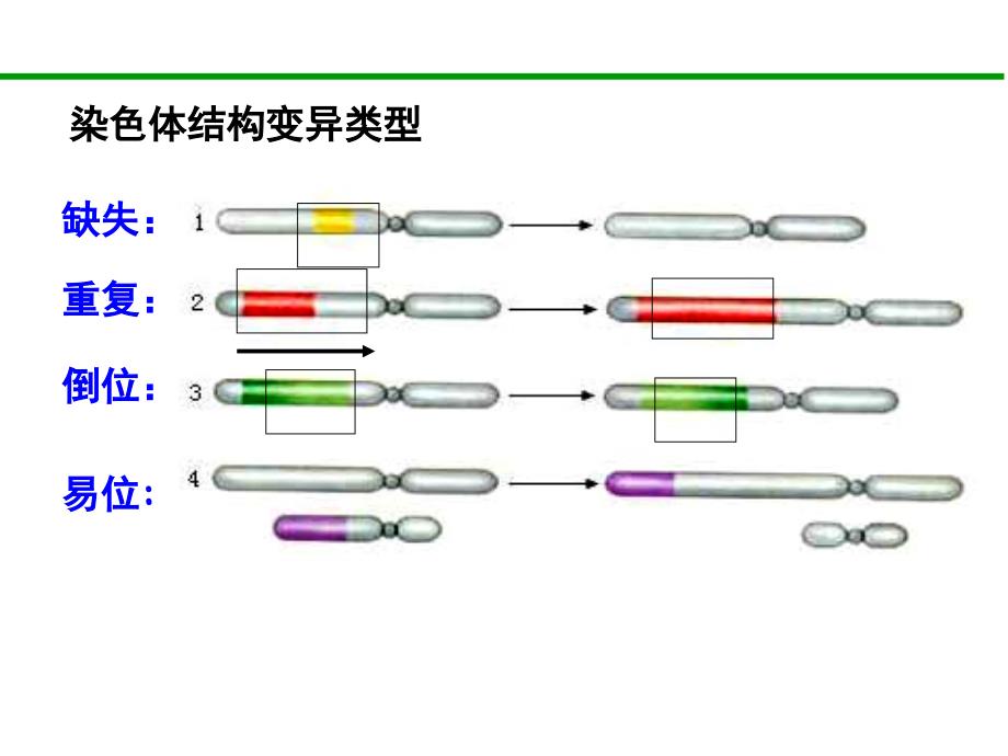 染色体变异15届高三复习课件_第4页