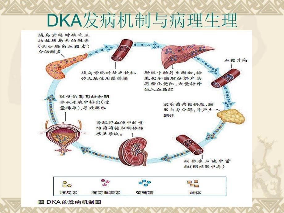 小儿糖尿病酮症酸中毒_第5页