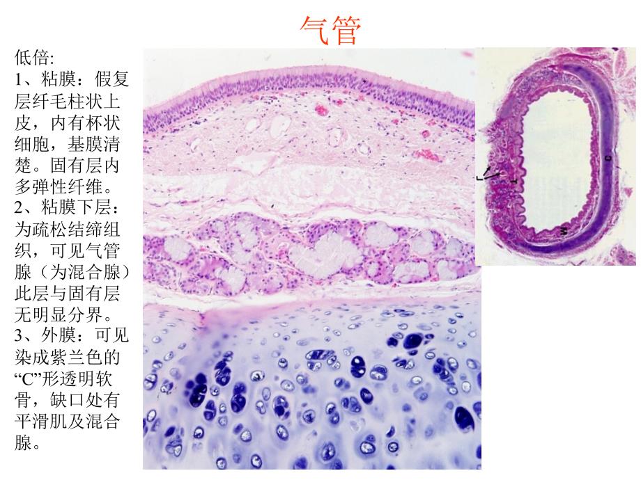 比较人体形态学教学课件：4 呼吸系统实验_第3页