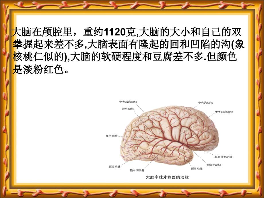 苏教版小学科学五年级下册大脑课件21_第3页