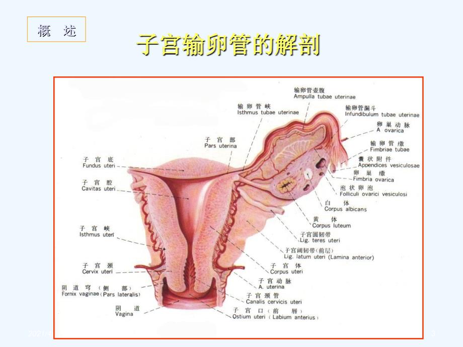 选择性输卵管造影和再通术 课件_第3页