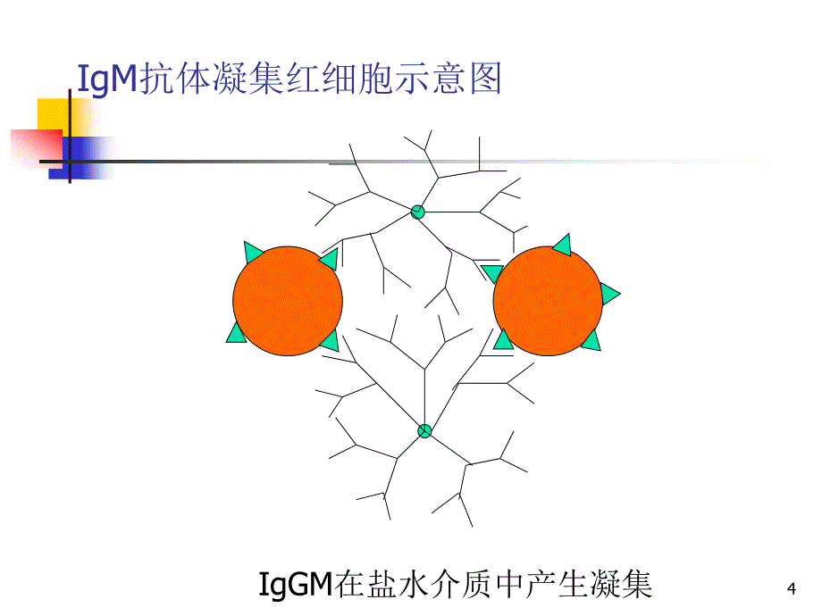 血型鉴定方法ppt课件_第4页