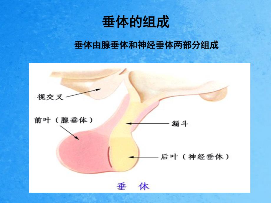 垂体发育异常ppt课件_第4页