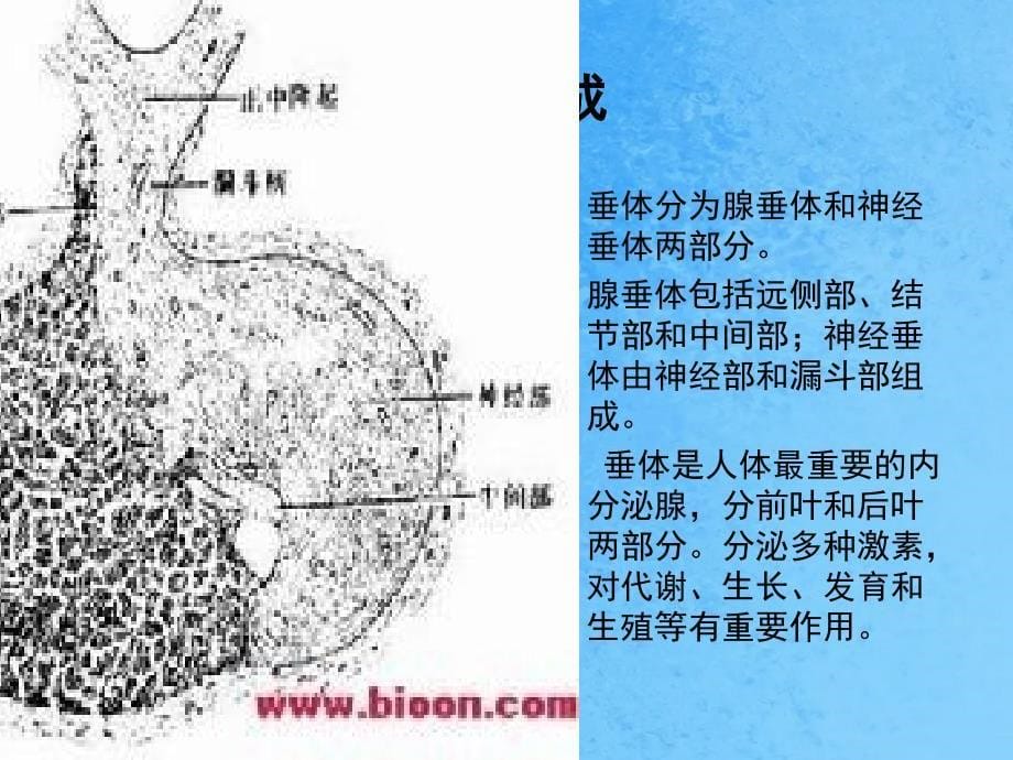 垂体发育异常ppt课件_第5页