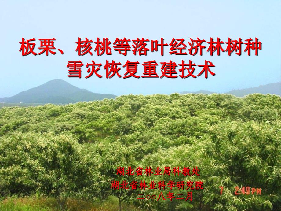 板栗核桃冰雪灾害重建技术定_第1页