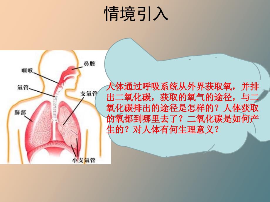 人体的呼吸复习_第1页