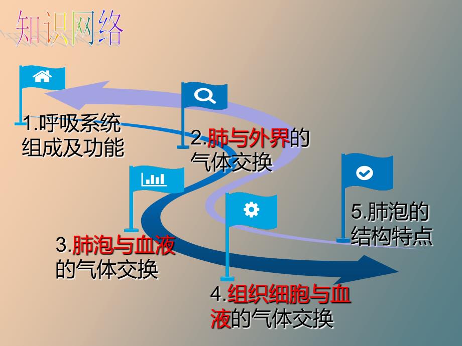 人体的呼吸复习_第3页