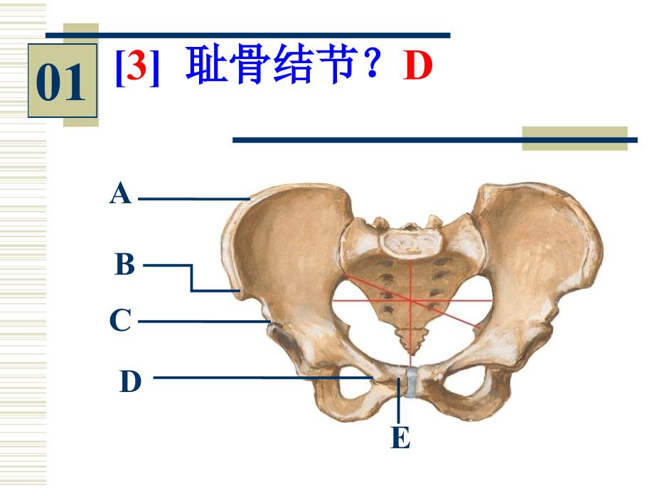 系统解剖学实验考试：课时少的系统解剖图_实验考 (1)_第3页