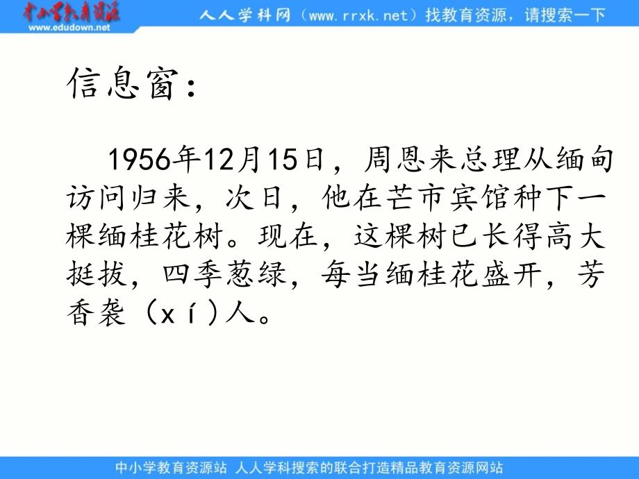 语文A版三年级上册周总理栽的桂花树PPT课件 3_第2页