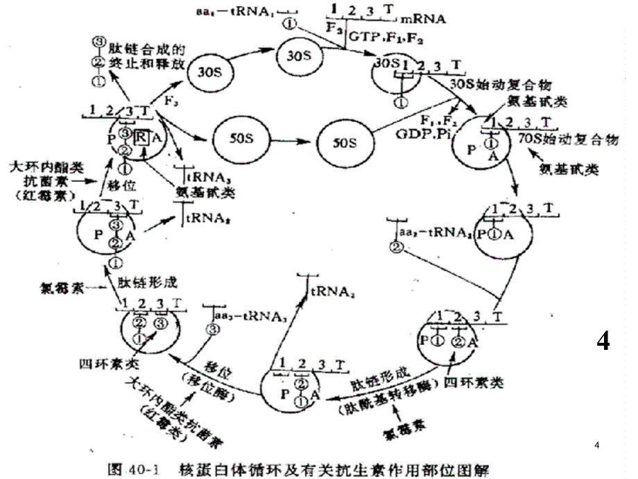 化疗药物氨基糖苷类四环素类和人工合成的抗菌药ppt课件_第4页