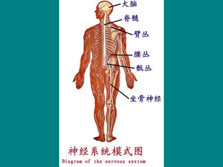 人体解剖学神经系统ppt课件_第2页