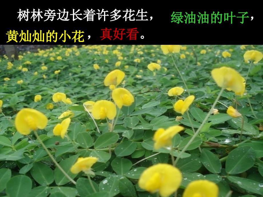 小松鼠找花生果第二课时_第4页