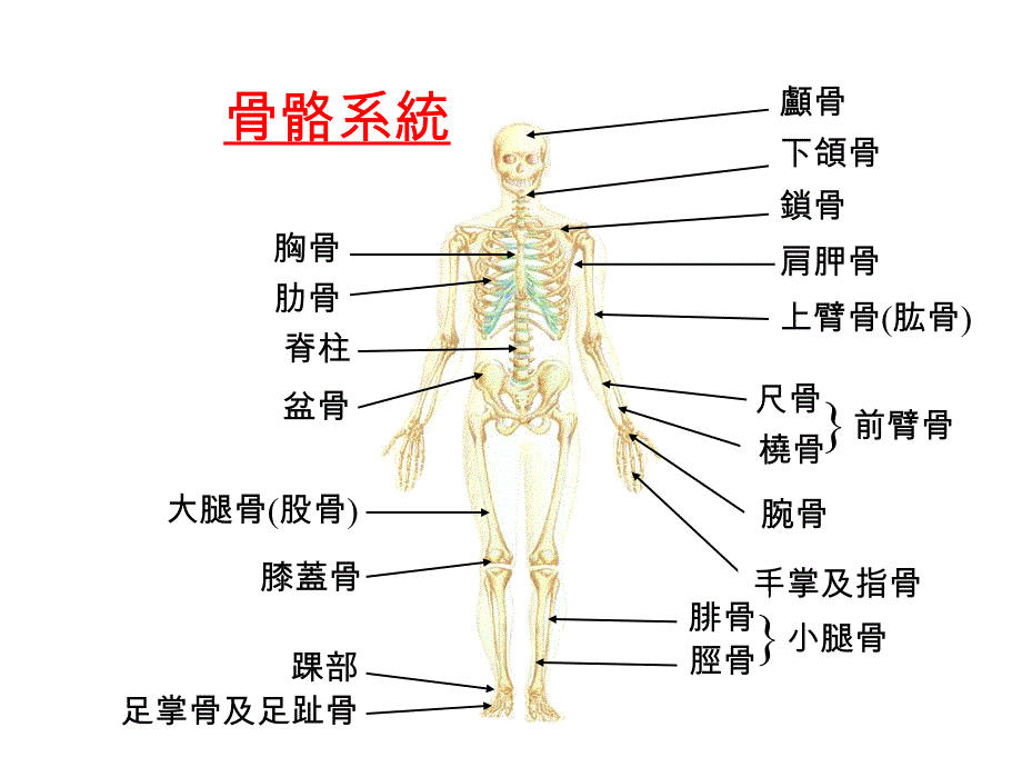 骨折急救PPT课件_第2页