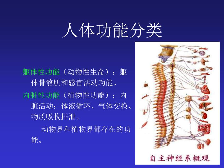 交感神经系统与b受体阻断剂pp课件_第3页