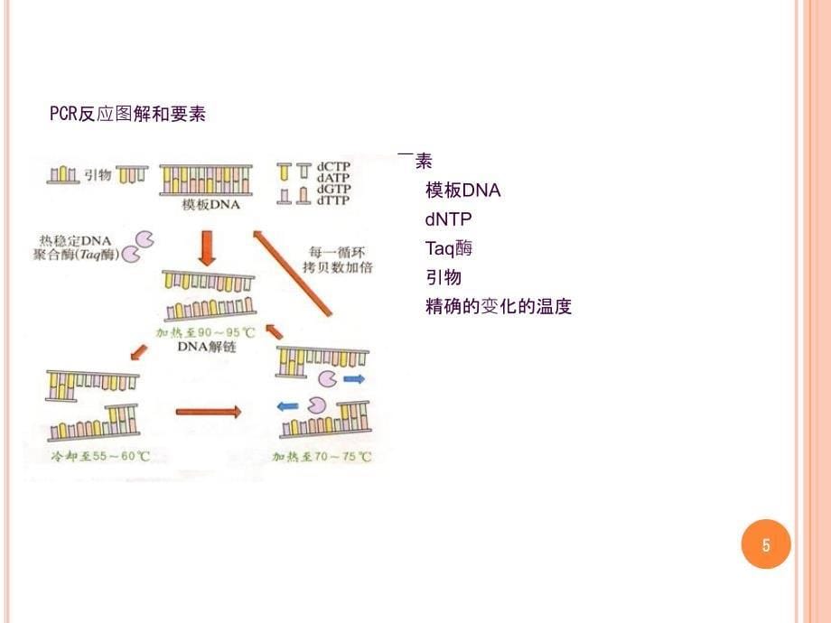 PCR原理及各类PCR仪ppt课件_第5页