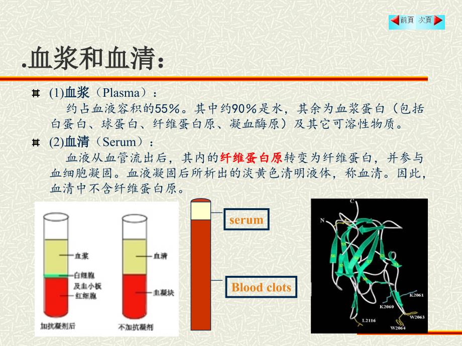 组织与胚胎学：3血液_第4页