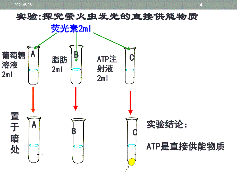 细胞的能量通货ATP赛课PPT优秀课件_第4页