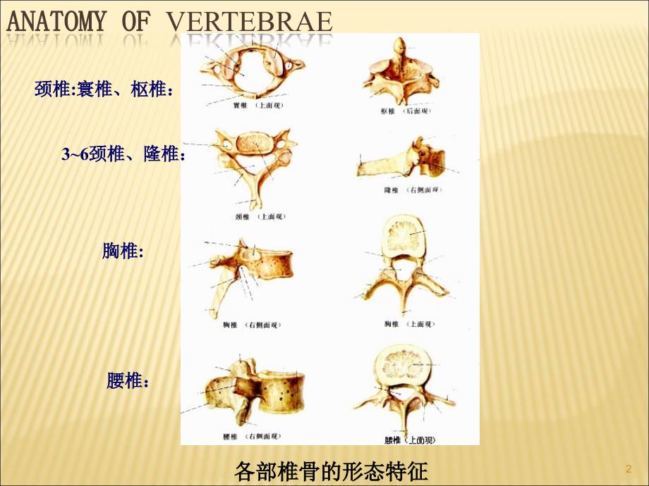 脊柱区断层影像解ppt课件_第2页