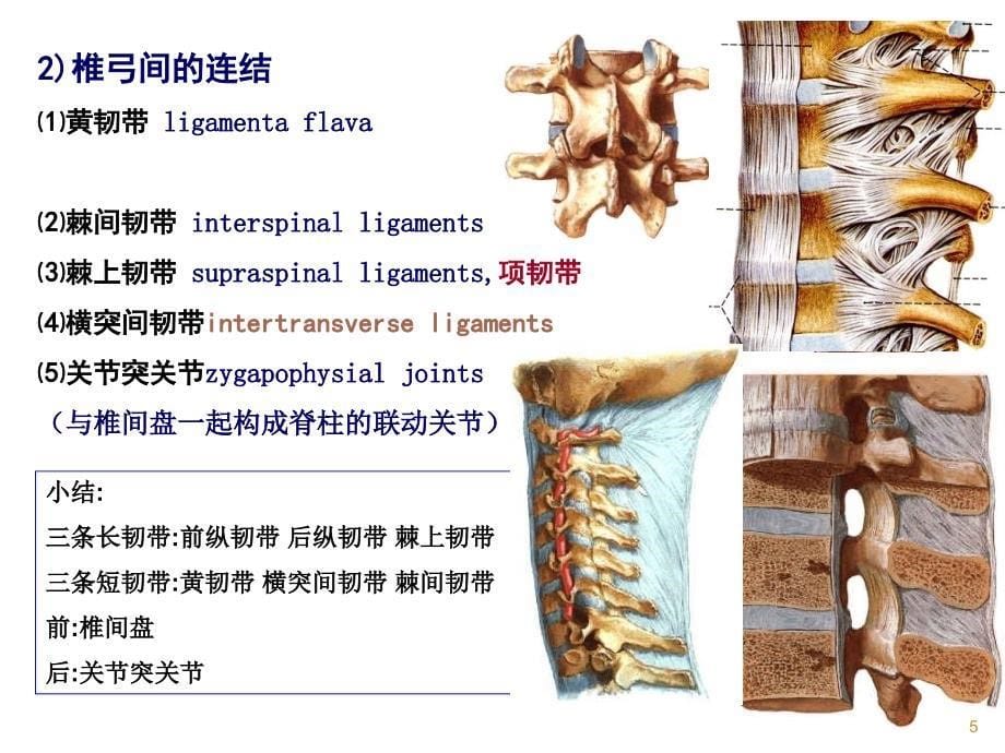 脊柱区断层影像解ppt课件_第5页