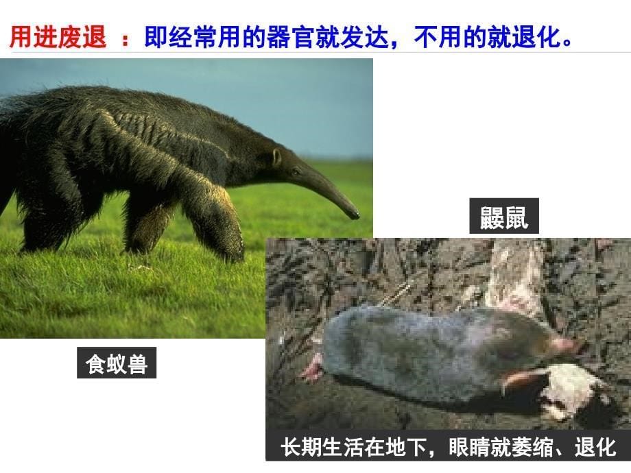 现代生物进化理论一轮复习参赛课件_第5页