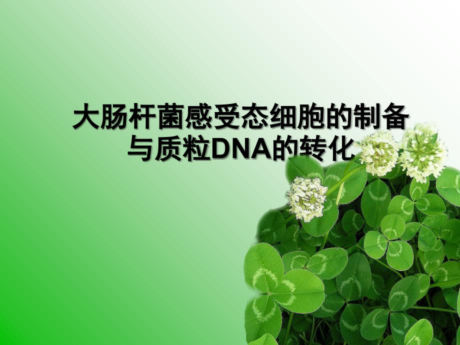 大肠杆菌感受态细胞的制备与质粒DNA的转化PPT_第1页