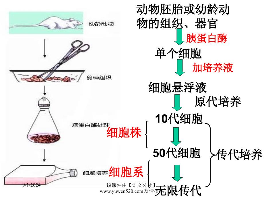 高三生物课件动物细胞工程_第2页