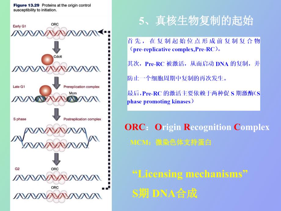 医用分子遗传学真核生物复制_第1页