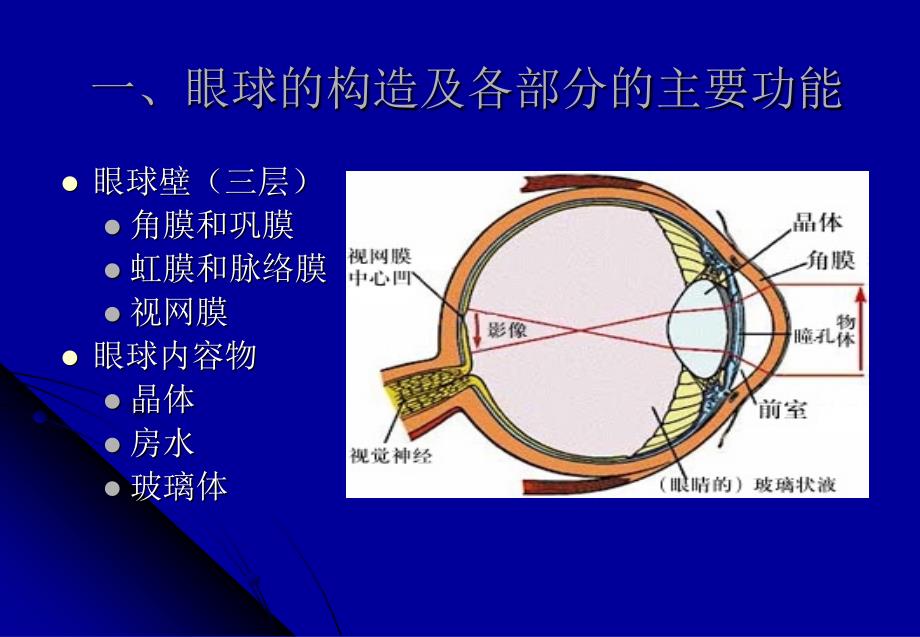 视觉及知觉基本概念.ppt_第2页