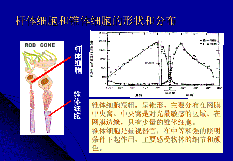 视觉及知觉基本概念.ppt_第3页