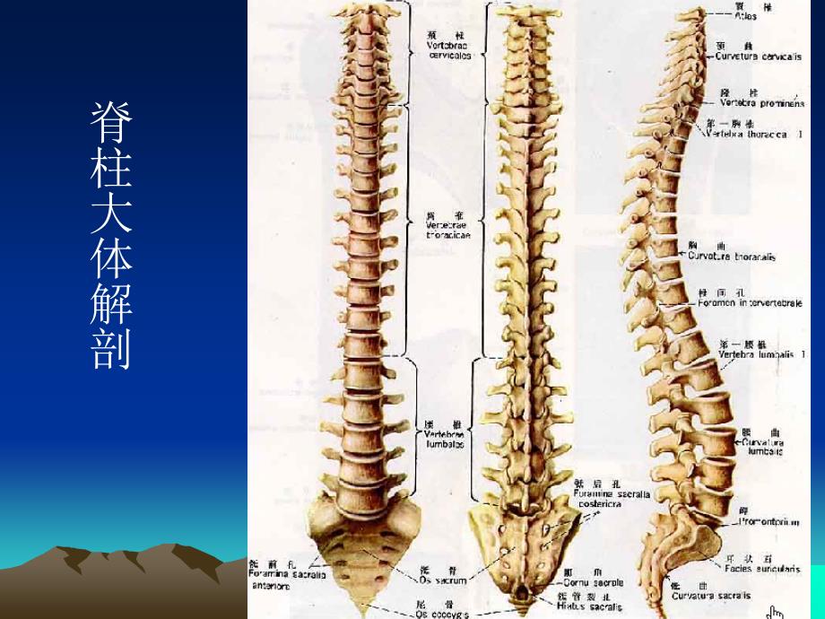 最新脊柱外伤影像学表现ppt课件PPT文档_第1页