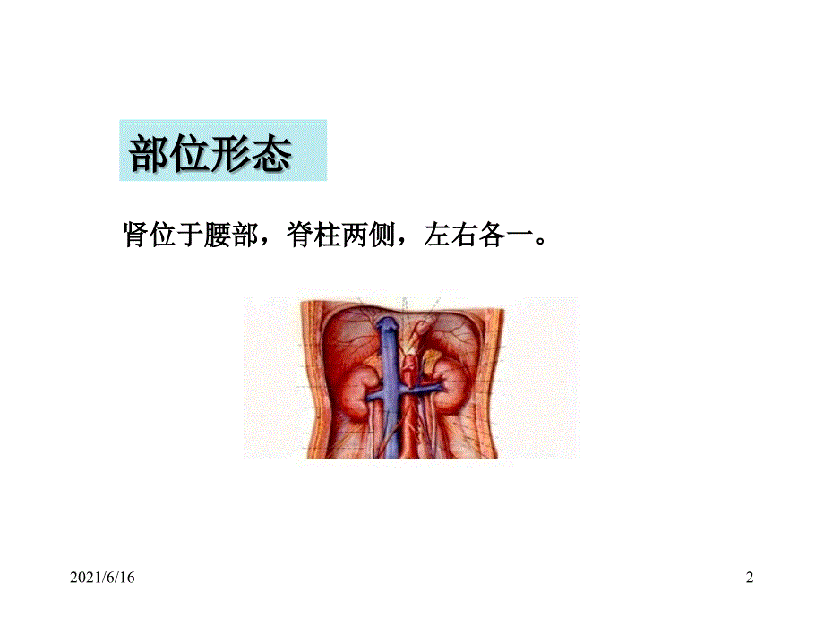 中医学课件 五脏-肾_第2页