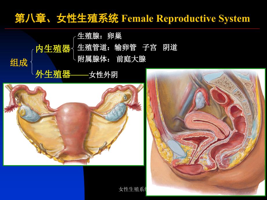 女性系统和腹膜课件_第1页