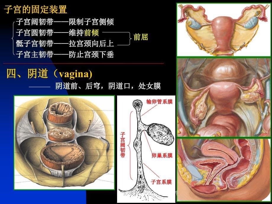 女性系统和腹膜课件_第5页