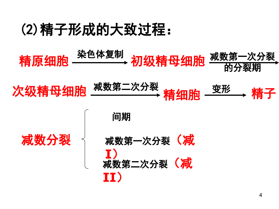 生物必修二减数分裂含动画分享资料_第4页