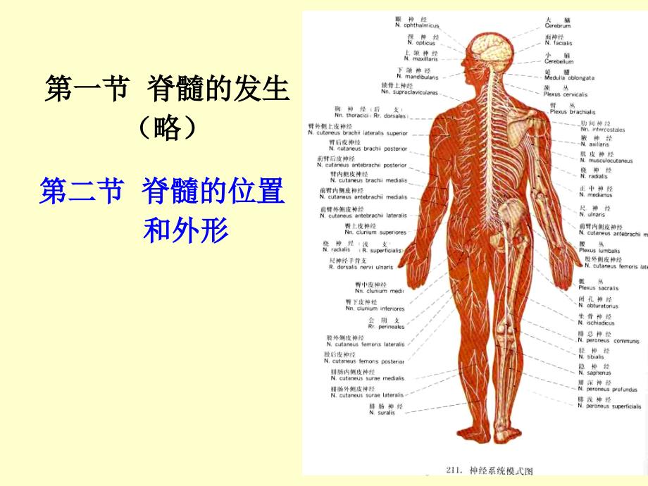 《脊髓研究生》PPT课件_第2页