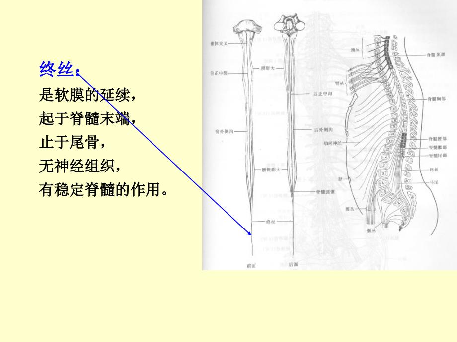 《脊髓研究生》PPT课件_第4页