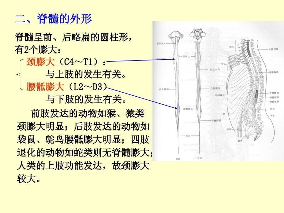 《脊髓研究生》PPT课件_第5页